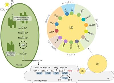 Degradation of Lipid Droplets in Plants and Algae—Right Time, Many Paths, One Goal